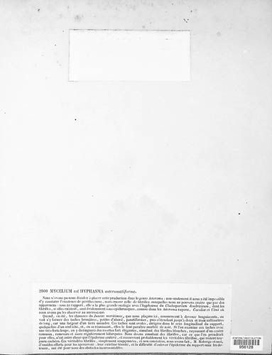 Hyphasma image